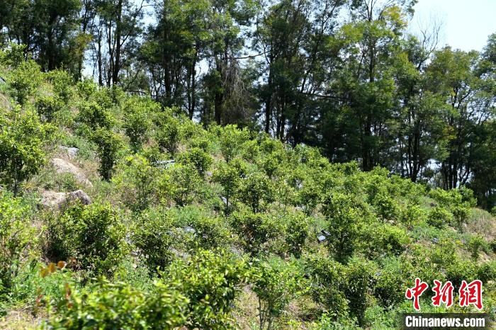 張高漢在深山內(nèi)大力發(fā)展林下經(jīng)濟?！埥鸫?攝