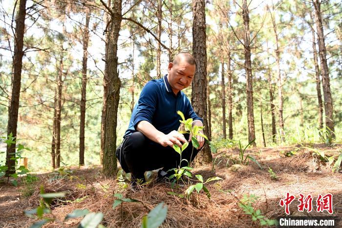 張高漢查看在松樹林下剛套種不久清明茶的生長情況?！埥鸫?攝